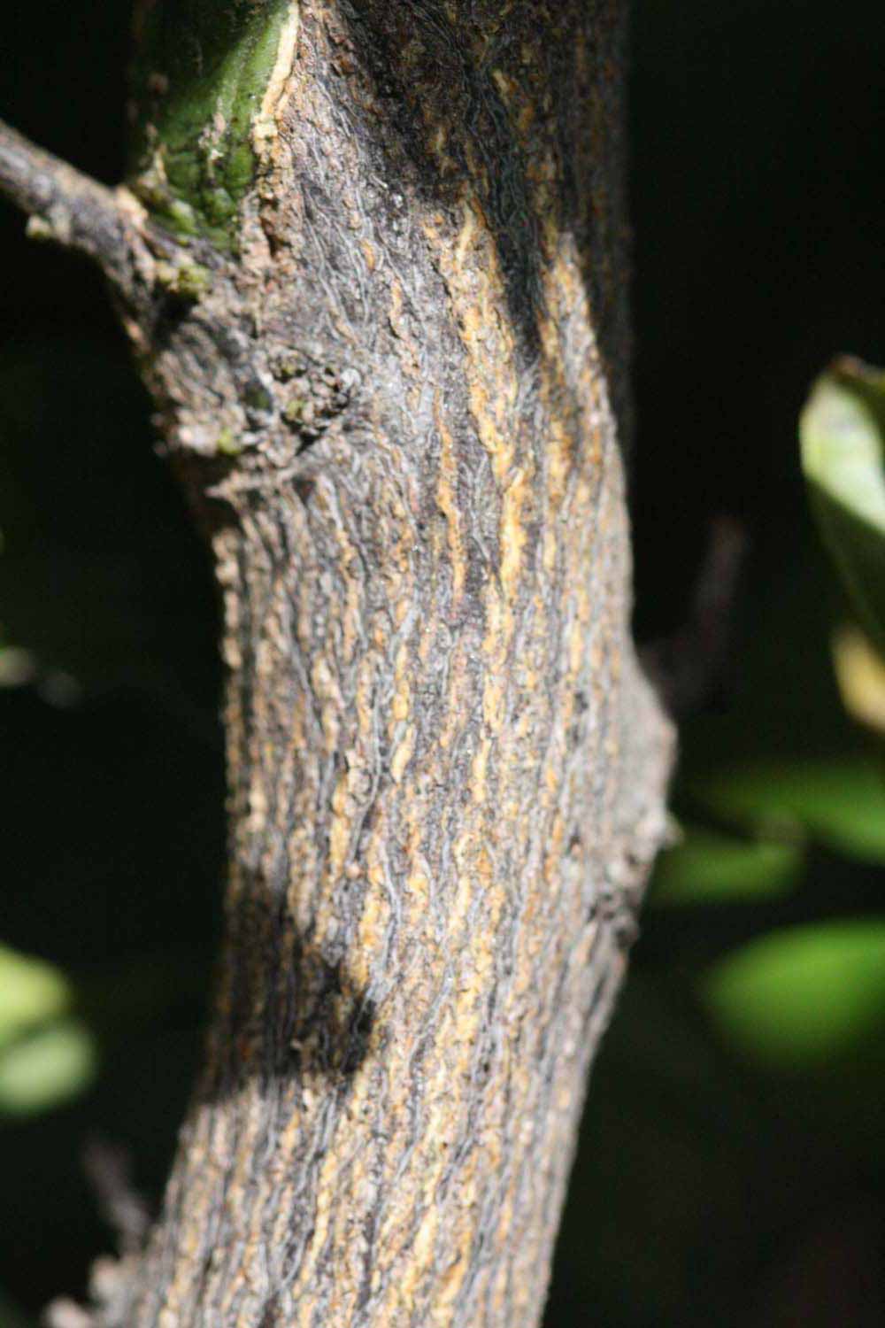              Second - third year twig (Riverside, CA)       